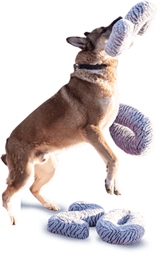 Собака играет с цифрами 2020 года