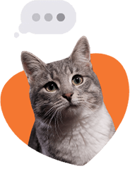 Кот печатает сообщение