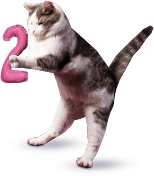 Веселый котик