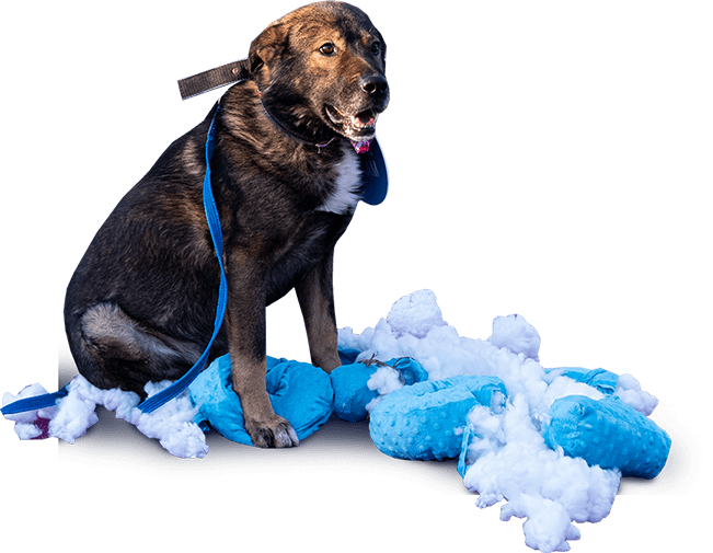 Собака кусь 2020 год