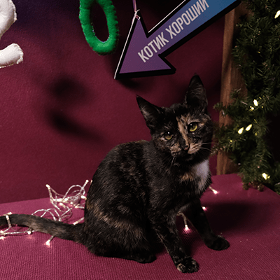 Фотография Панакотты