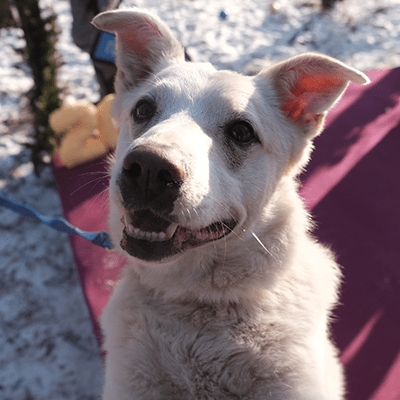 Фотография Рокки