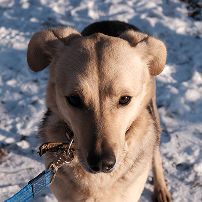 Фотография Синти