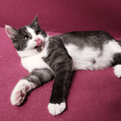 Фотография Тоторо